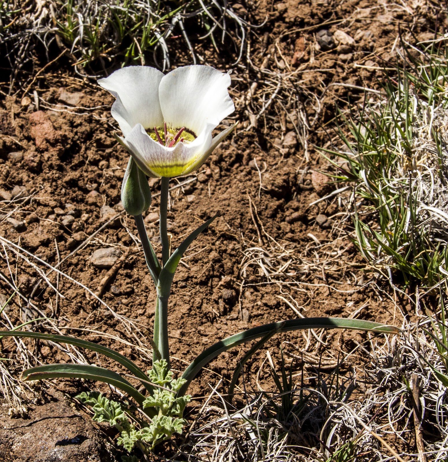 Walking Arizona Sego Lily