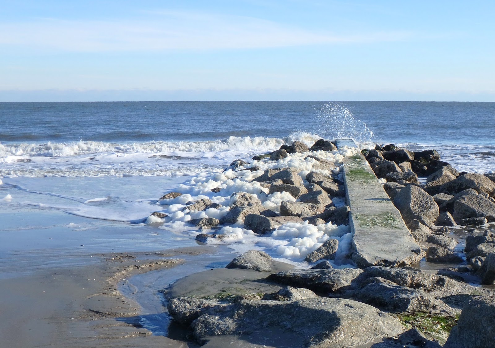 PAMPERED PENGUIN January 23, 2018 Edisto Beach, South Carolina