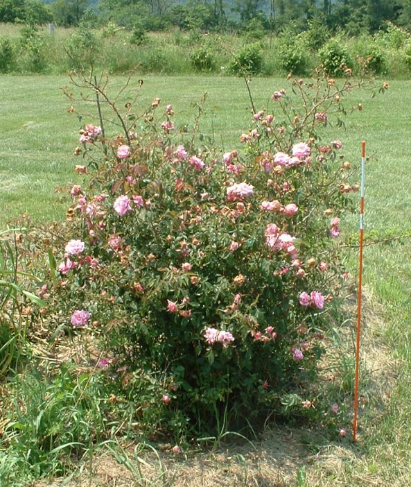 MidAtlantic Plant Research Center 'Fragrant Cloud' X Rosa carolina