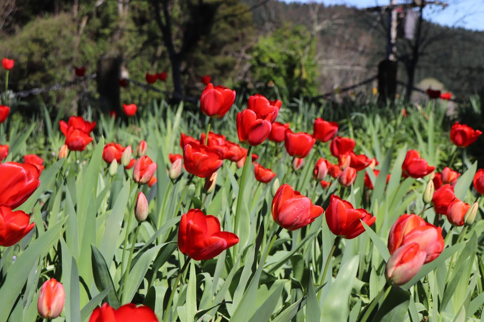 Dursley Garden Wairarapa, NEW ZEALAND Tulips, Tulips, Tulips