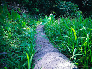 Coconut Tree Wood Laying On Shrubs And Grasslands In Agricultural Area At Ringdikit Village, North Bali, Indonesia