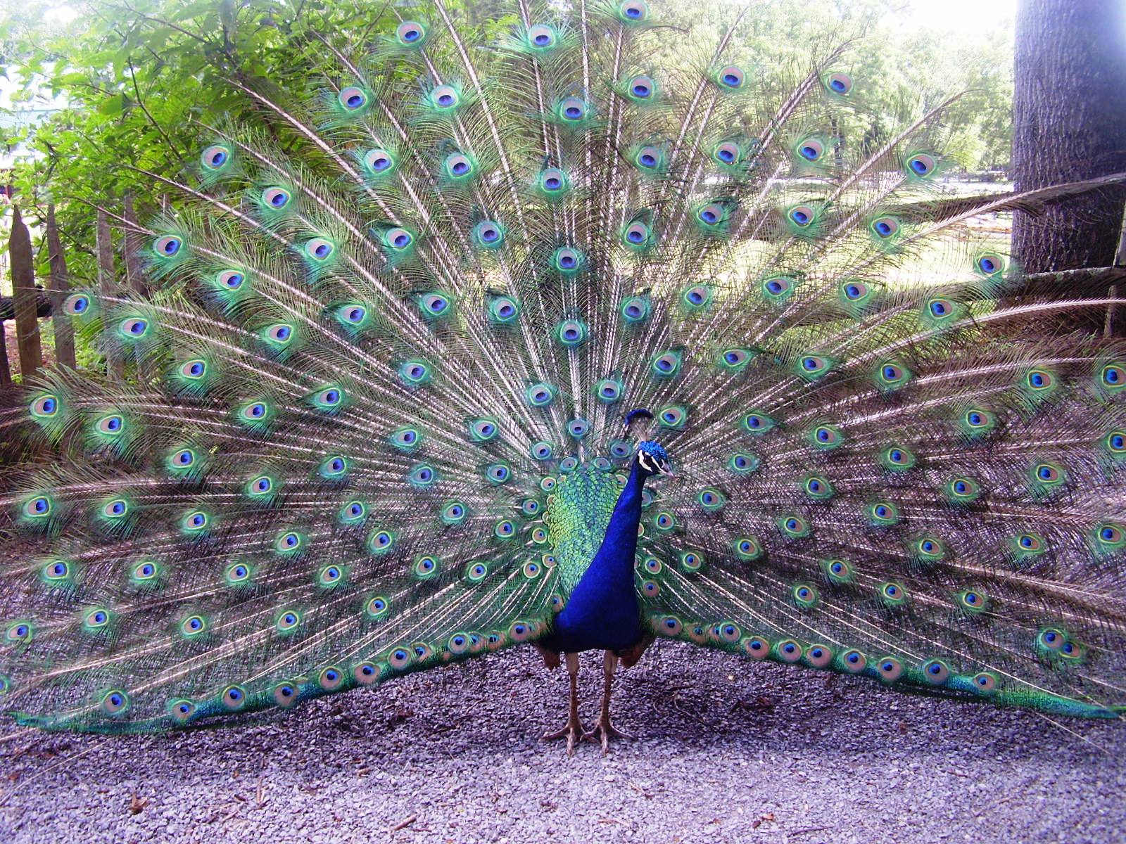 Penny peacock