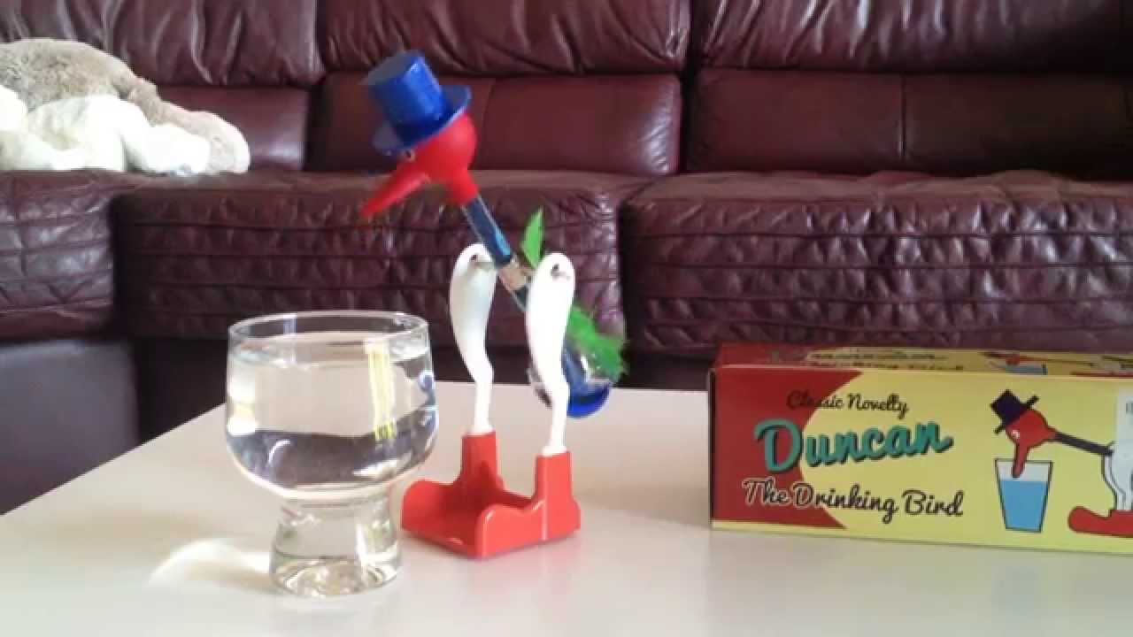 Bird In Everything Water Drinking Bird Toy