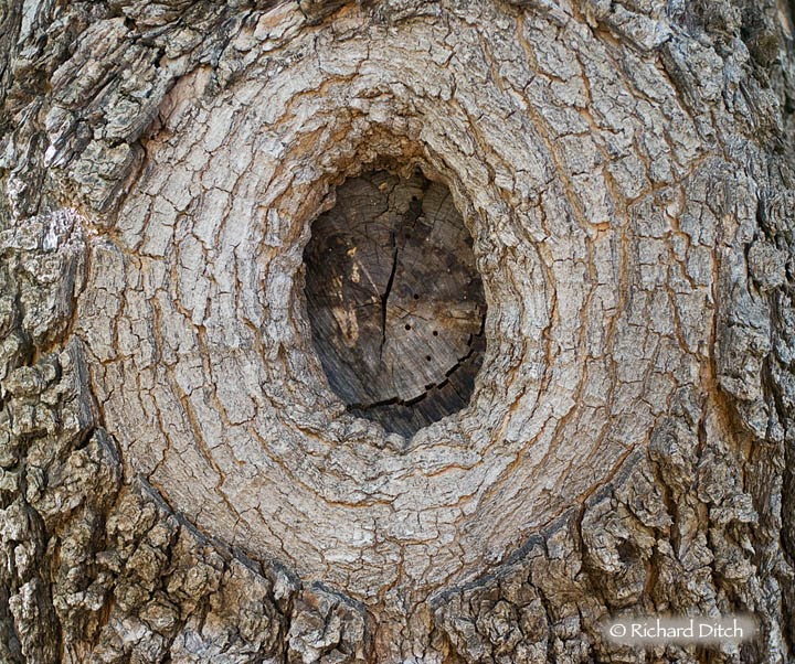 Mrs. Remis' Science Blog 5th Grade TREES