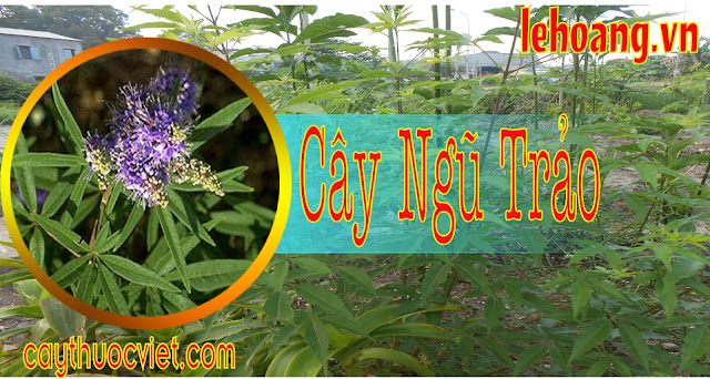 Cây Ngũ trảo l Cây Ngũ trảo mua ở đâu Cây Ngũ trảo l Cây Ngũ trảo mua ở đâu