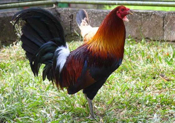 Jumper gamefowl | Resurrecting The Champ - Jammer-buy Forum