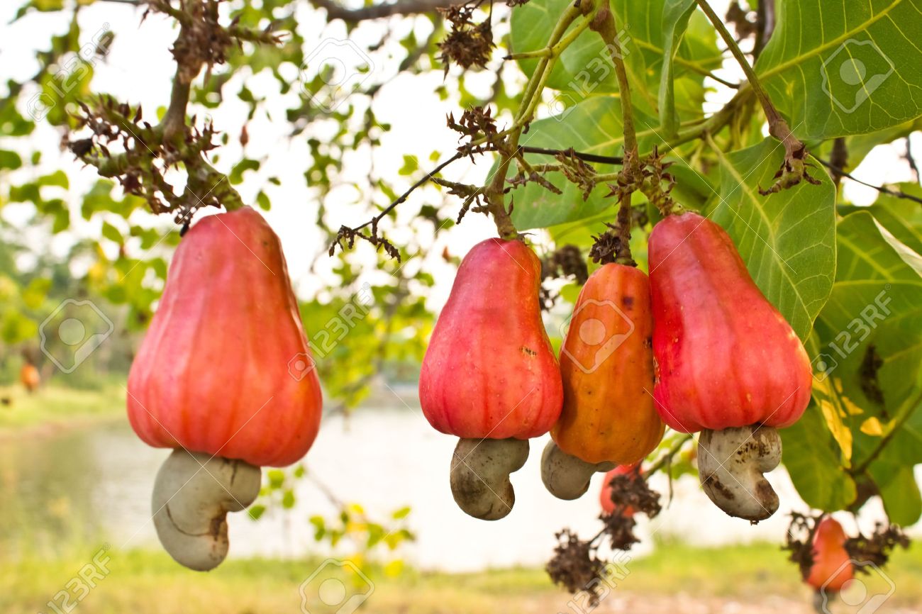 steps-to-be-followed-to-grow-a-cashew-tree-gyarko-farms