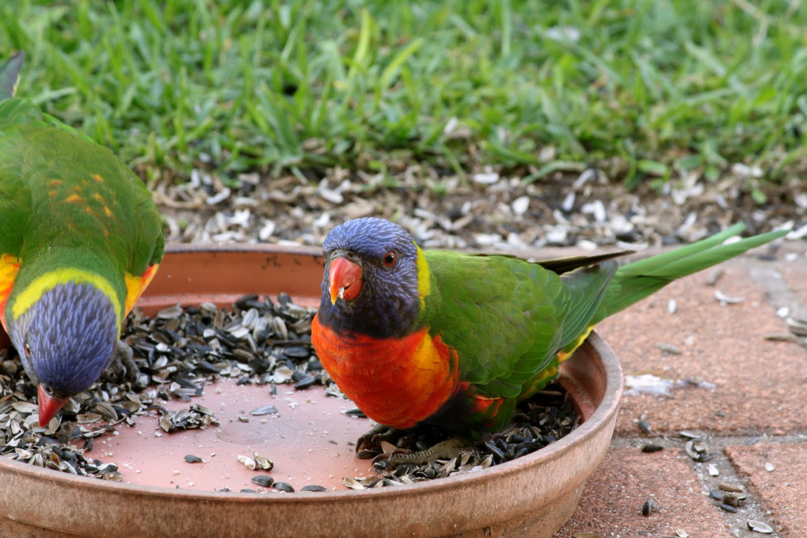 lorikeet feeding