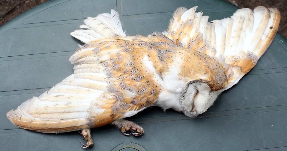 Another Bird Blog A Bad Barn Owl Day