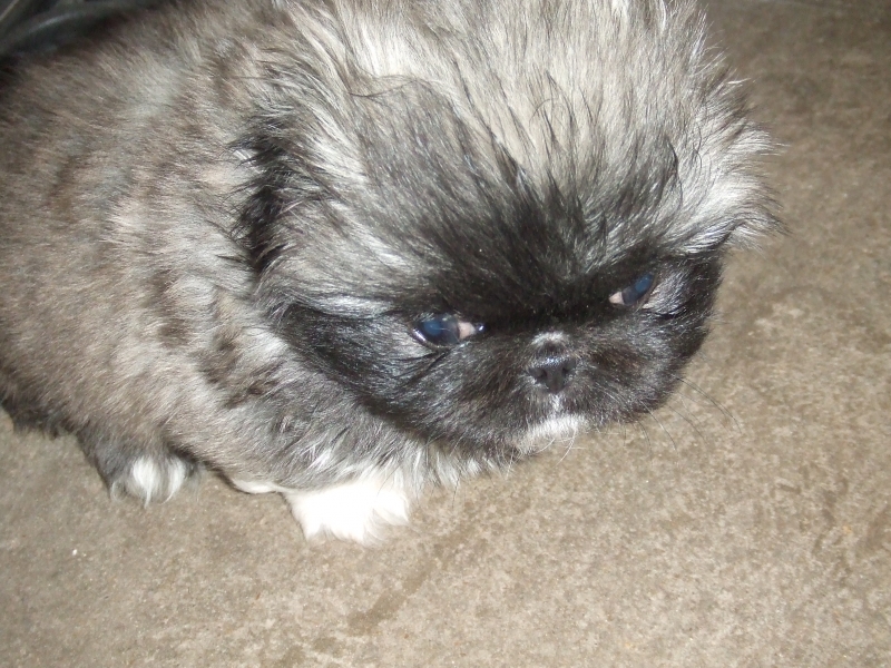 Cute Dogs White Pekingese Dog