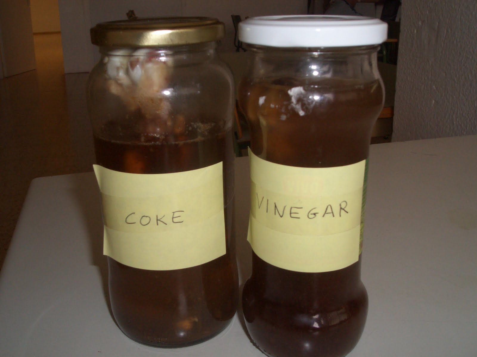 SCIENCE FOR CURIOUS STUDENTS BONES MELTED IN VINEGAR AND COKE