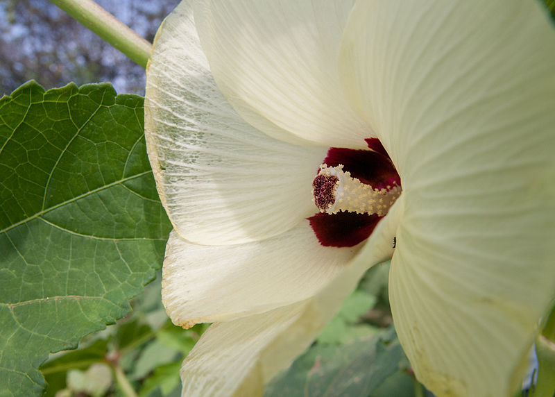 All about Ayurveda and Herbs Lady Finger (Hibiscus esculentus) or Okra
