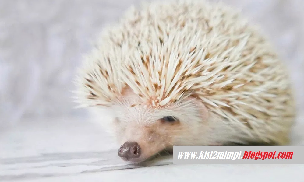 Mimpi Landak Menurut Erek Erek 4d 3d 2d Gonvazaki