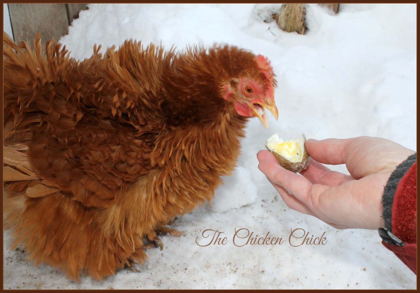 Chickens Don't Bring Teeth As Well As To A Greater Extent Than Fun