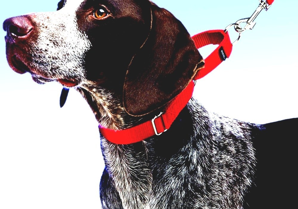 Martingale collar What Is A Martingale Dog Collar Martingale collar What Is A Martingale Dog Collar