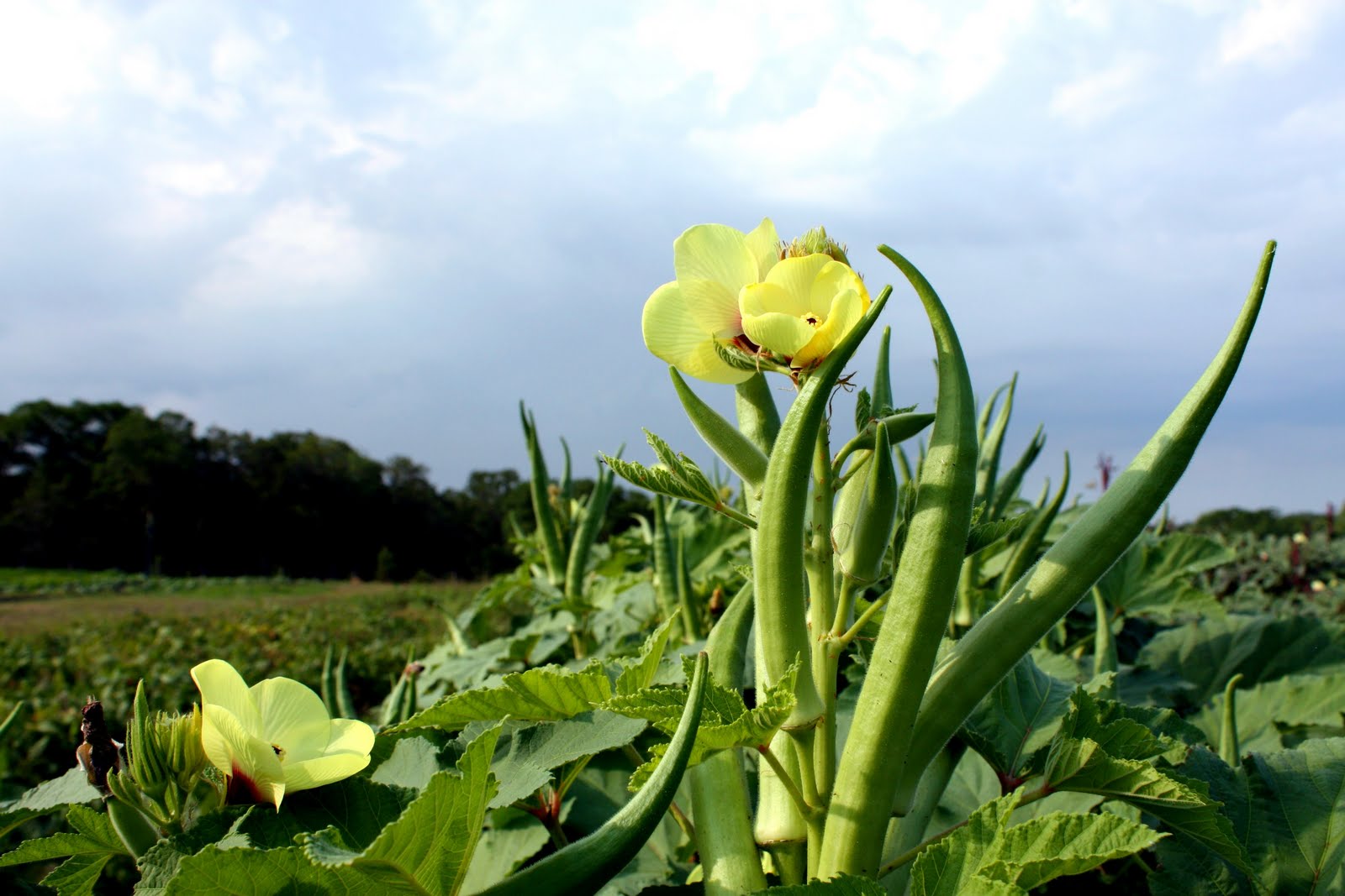 what's deb doing? purple goodness
