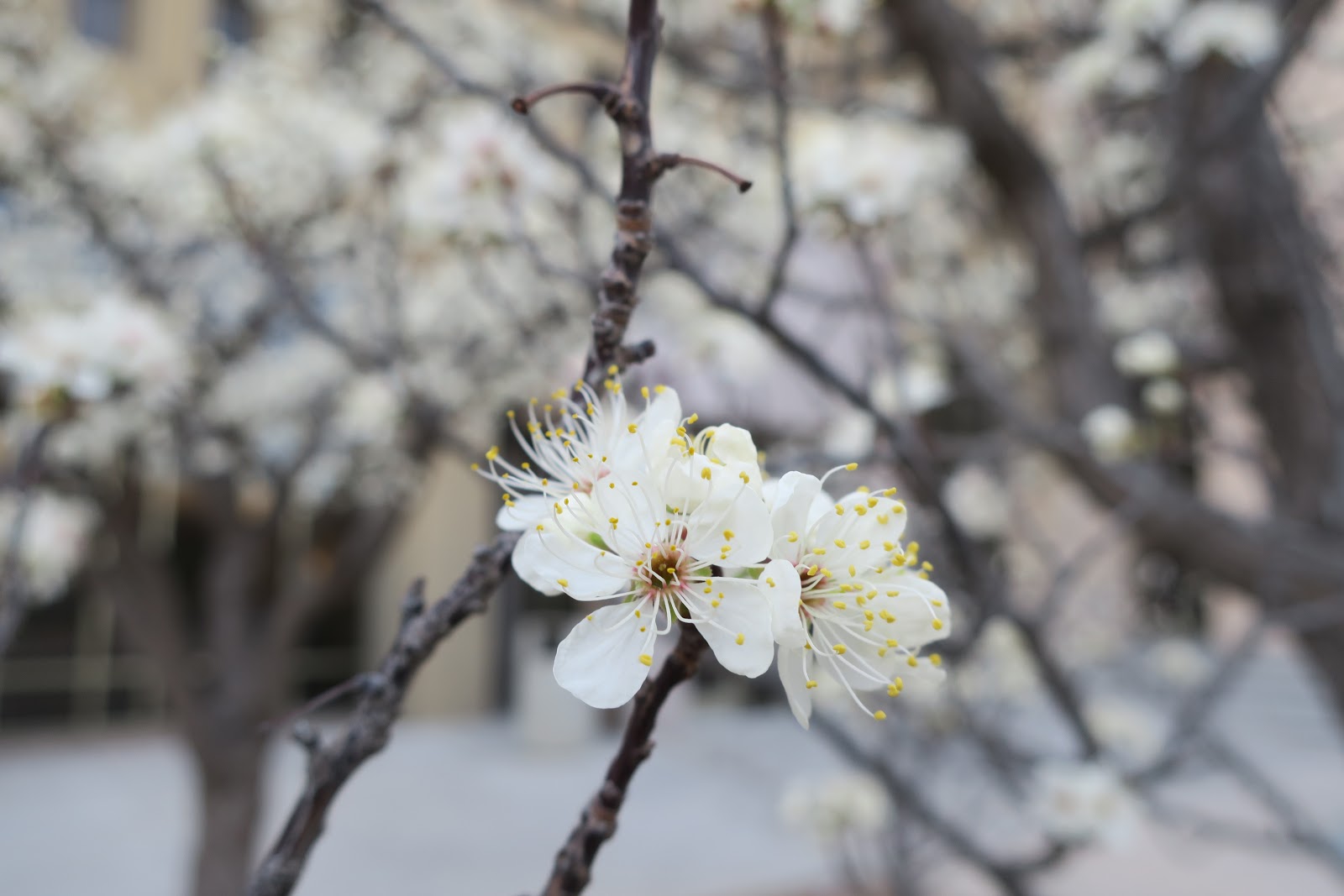 Living Rootless El Paso UTEP Trees Like a Spring Bride