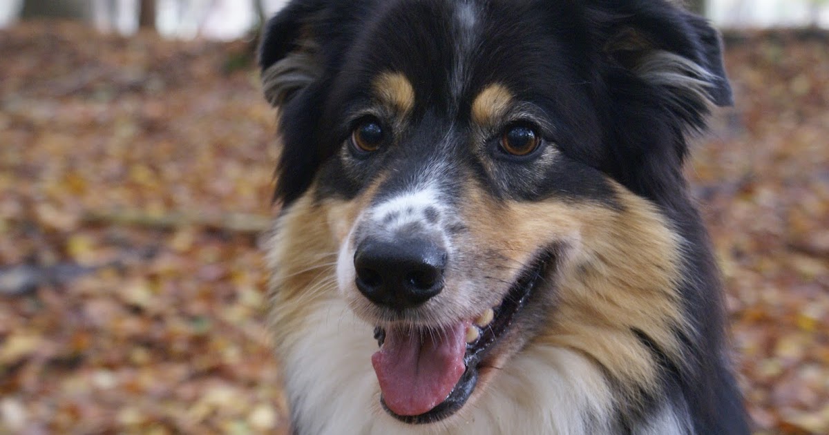 Canilogie was Du NIE über Hunde wissen wolltest&hellip; Wieviel Hundsein