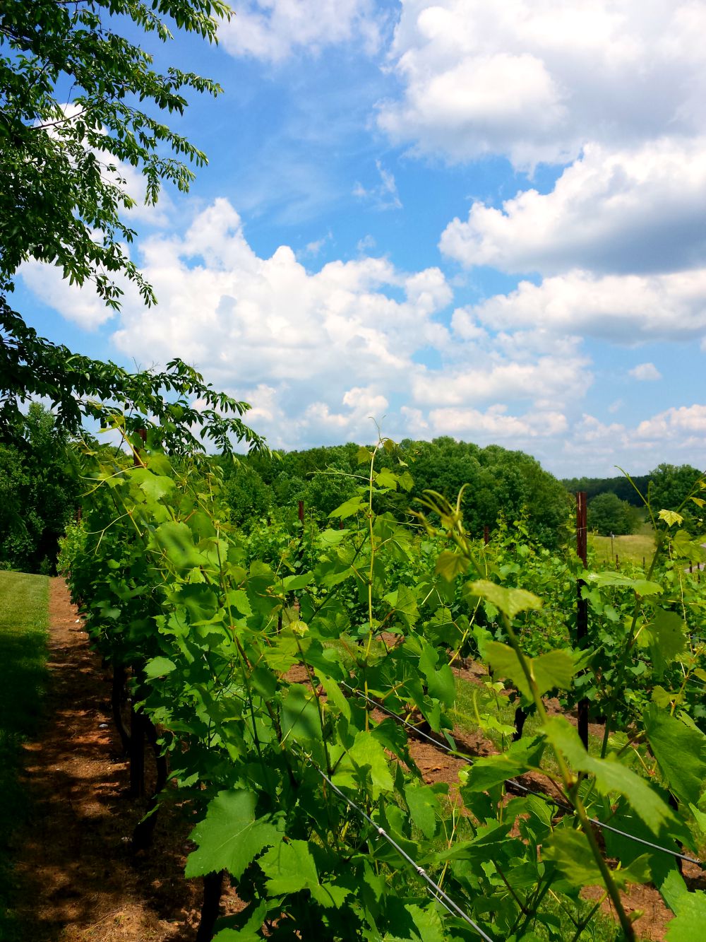 Discovering Yadkin Valley A NC Weekend Wine Adventure (Part 3) Hines