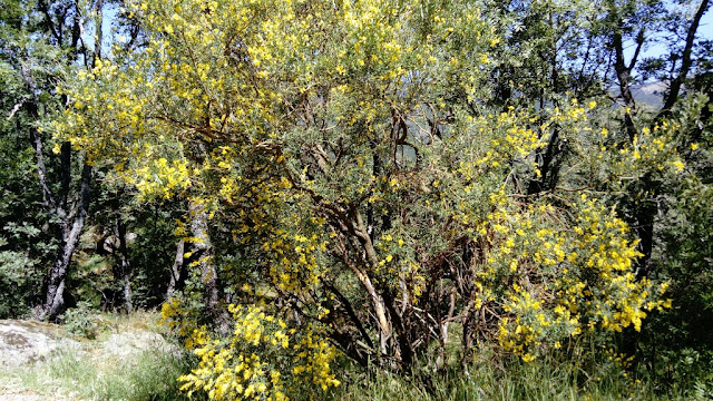 Retama amarilla (Retama sphaerocarpa (L.) Boiss.).