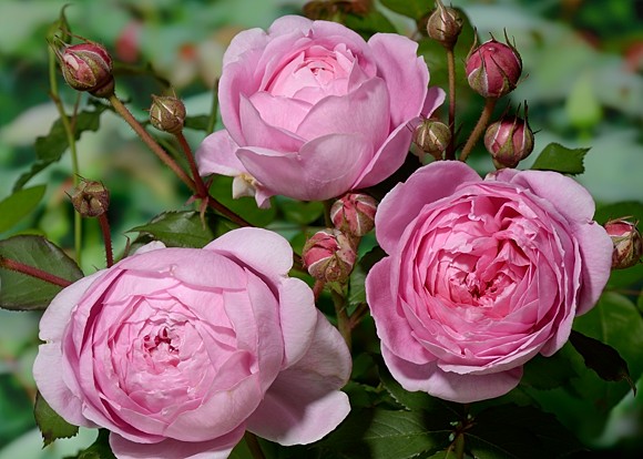  Alan Titchmarsh rose сорт розы фото  
