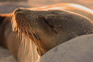 Sea Lion Rests Peacefully in the Galapagos Island sunshine