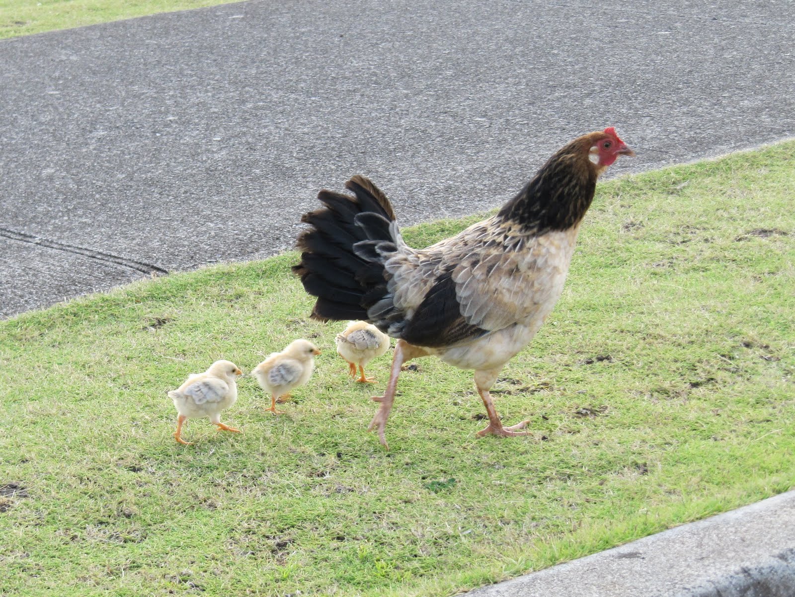 Heidi in the garden Wild Hawaiian life