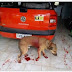 Homem dá facada em cachorro e causa revolta de moradores
