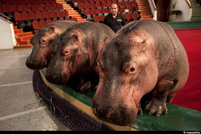 комплект Цирк комплект Цирк