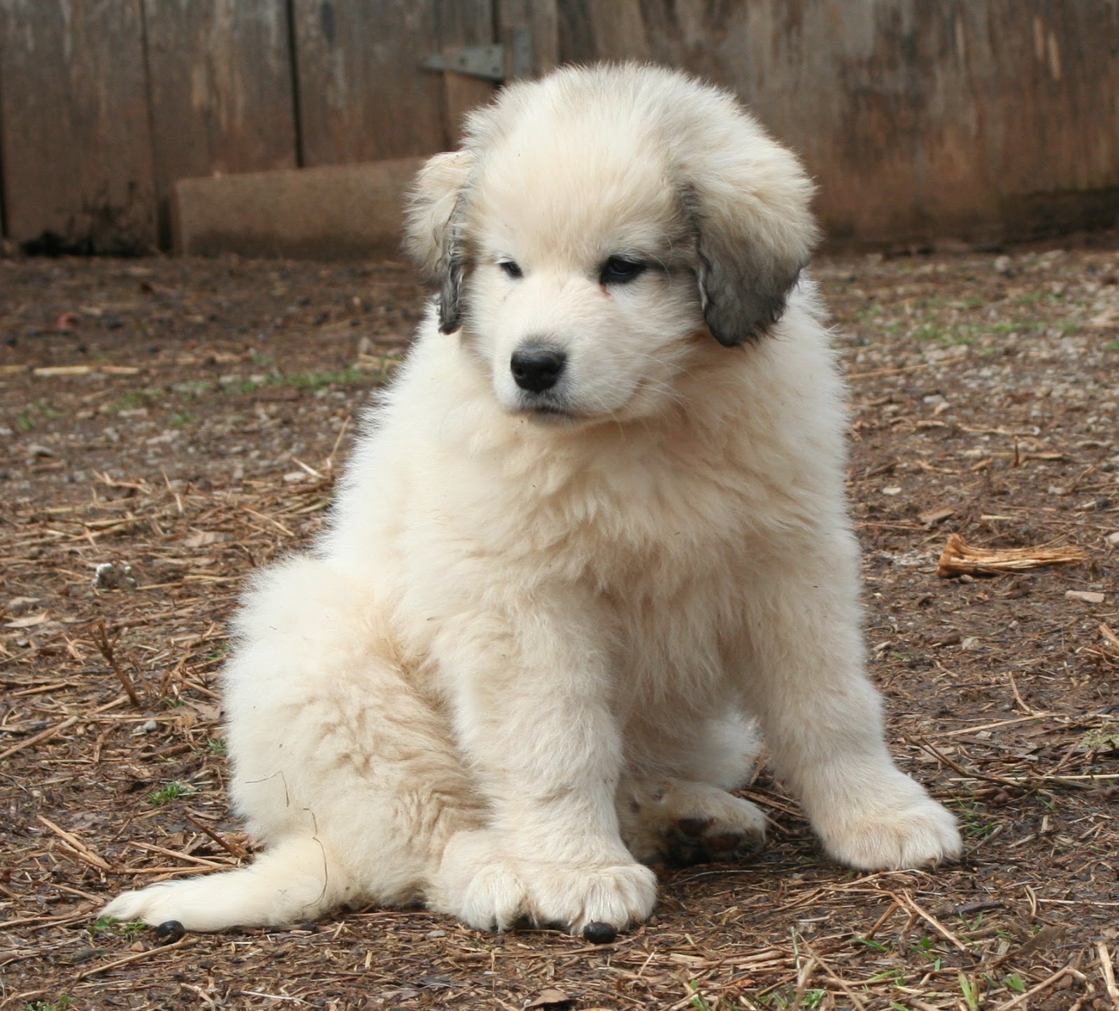 Hilltop Great Pyrenees: Our Puppies!