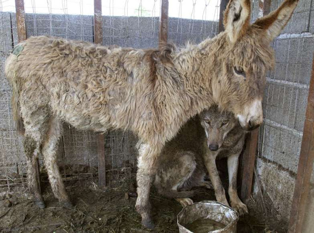 O adorável convívio na vida animal Elfandarilha