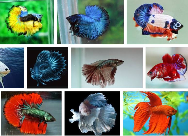 9800 Koleksi Gambar Ikan Cupang Yang Bagus Terbaik