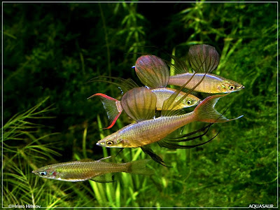 Iriatherina Werneri Iriatherina Werneri