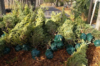 Fuente: http://estaticos04.elmundo.es/elmundo/imagenes/2011/01/07/ciencia/1294418654_0.jpg