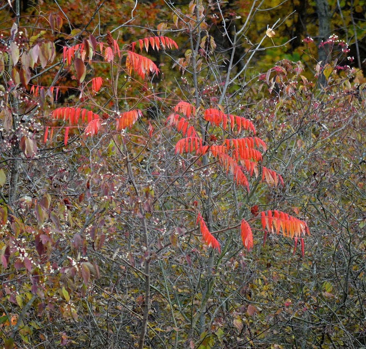 Incredible color of autumn is easily found on a Staghorn Sumac tree.