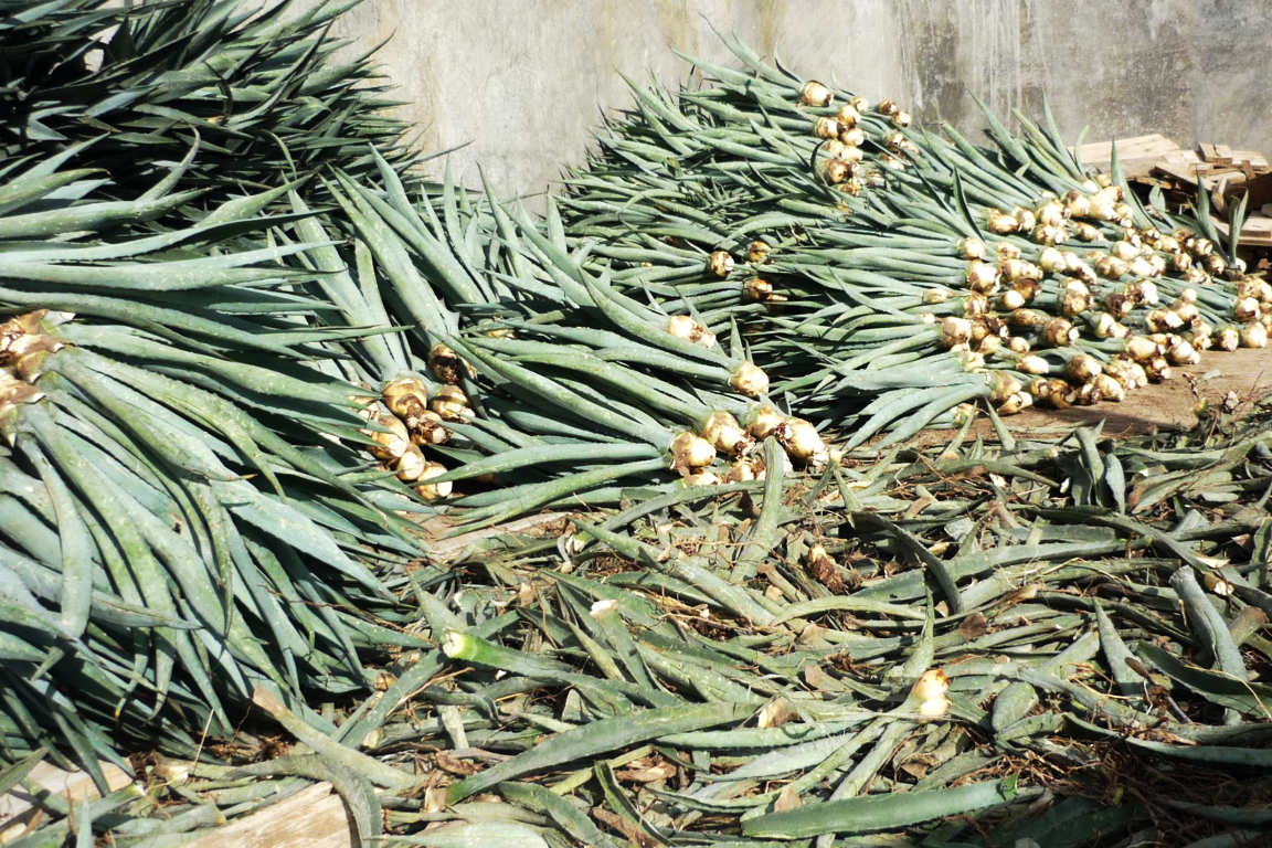 Plantas de maguey Espadín para la siembra en el distrito de Ejutla, Oaxaca.