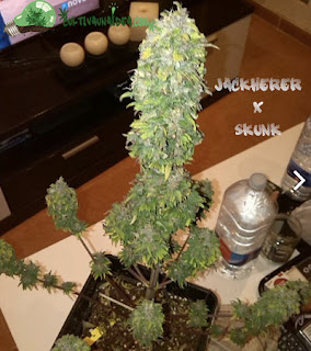 Jack Herer x Skunk Otra de las variedades de arcuma "Jack Herer x Skunk"