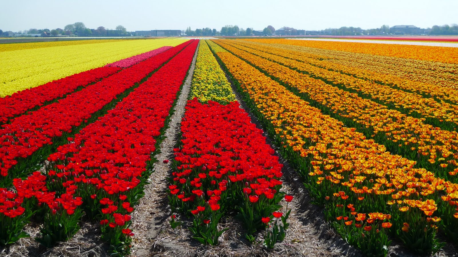 45LOVERS lisse netherlands