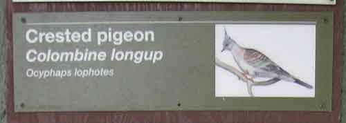 Crested Pigeon (Sign)