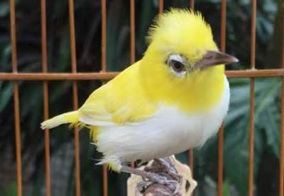 pleci suara masteran burung pleci