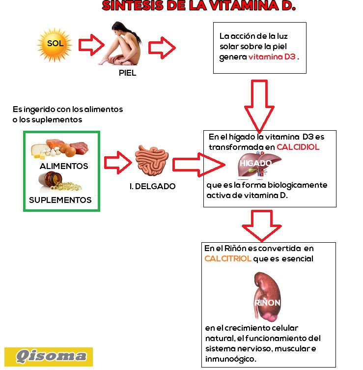 RESUMEN DE LA SINTESIS DE LA VITAMINA D sintesis-vitamina-d