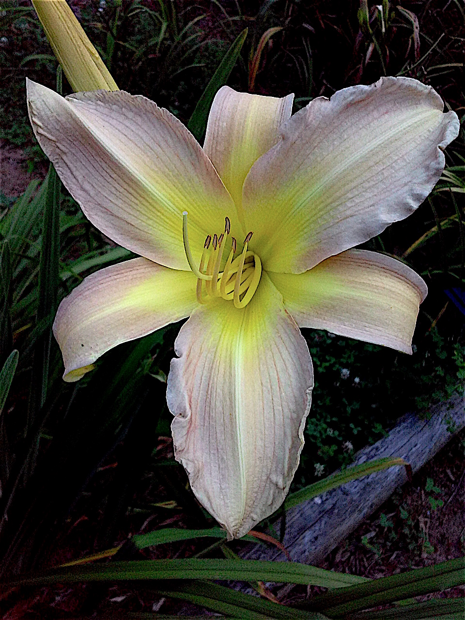 Daylily BReeder Blog Phoenician Royalty