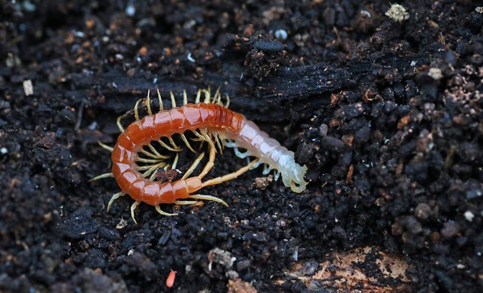 MObugs: SOIL CENTIPEDE