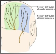 Greater Occiptal Nerve Diagram