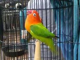 lovebird turun tangkringan lovebird turun tangkringan