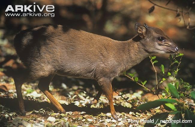 Blue duiker