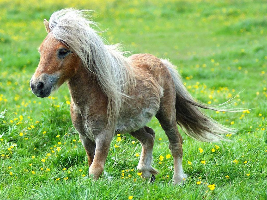 elisa: horse