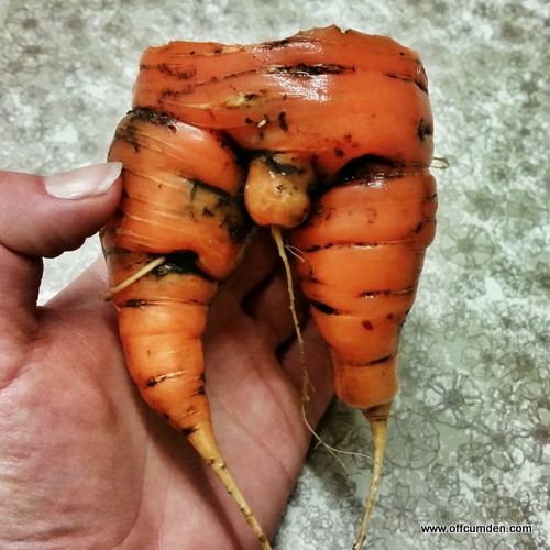 Rude carrot