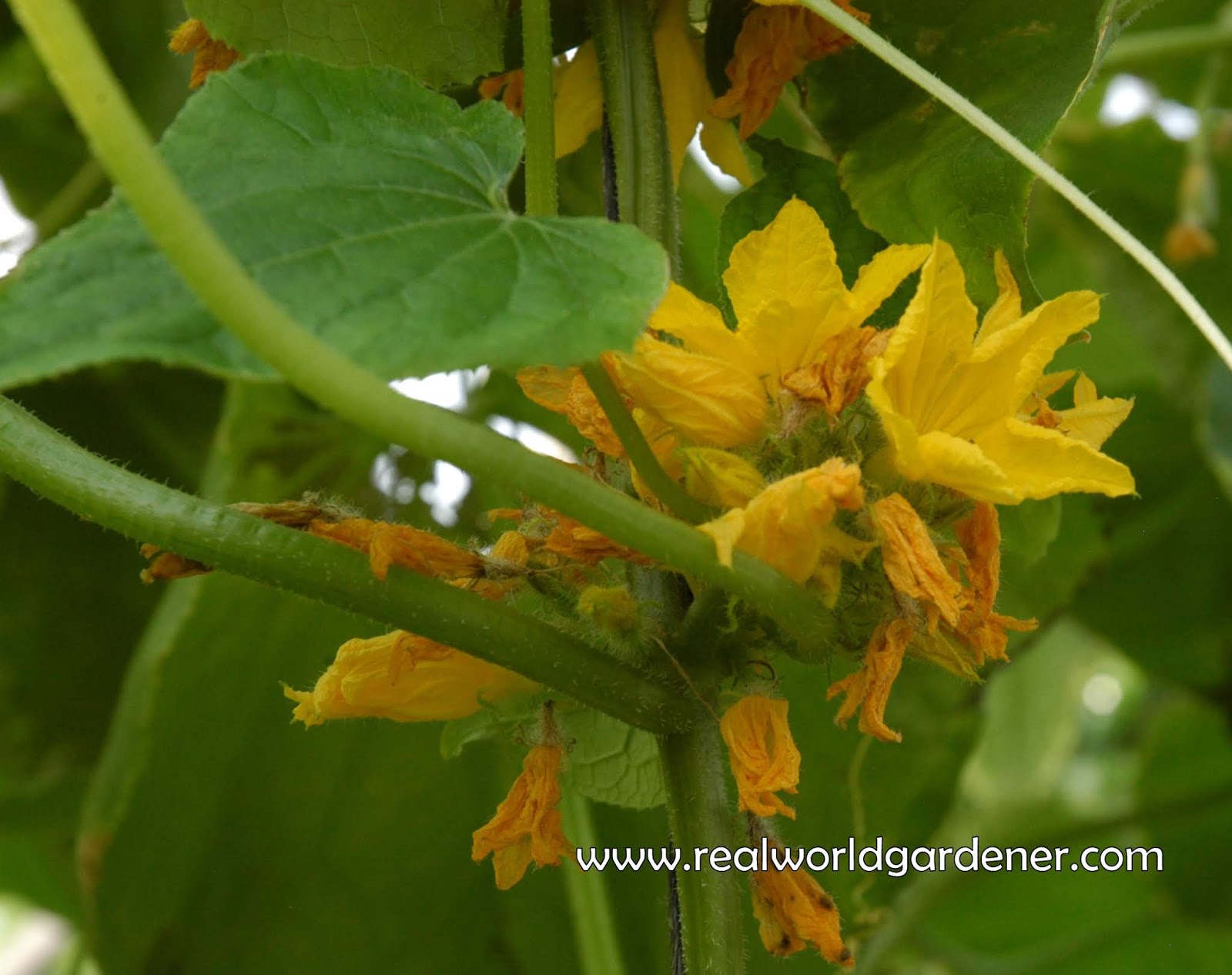 Real World Gardener Festive Flowers, Basil and Cucumbers