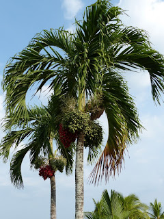 Palmiers et plantes ressemblantes du Panama Palmiers et plantes ressemblantes du Panama